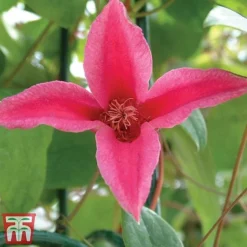 Clematis 'Princess Diana' -Cheap Tree Foliage Store clem princ