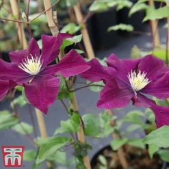 Clematis 'Warszawska Nike' -Cheap Tree Foliage Store clem wars3