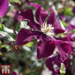 Clematis 'Warszawska Nike' -Cheap Tree Foliage Store clem wars4