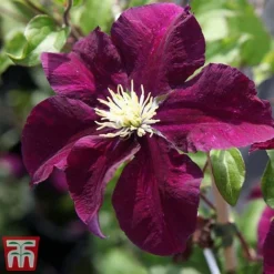 Clematis 'Warszawska Nike' -Cheap Tree Foliage Store clem wars5