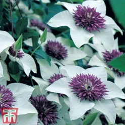 Clematis Florida 'Sieboldii' -Cheap Tree Foliage Store clem1