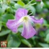 Clematis Viticella -Cheap Tree Foliage Store clem21