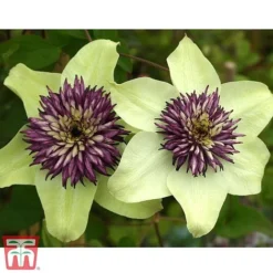 Clematis Florida 'Sieboldii' -Cheap Tree Foliage Store clemat