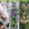 Clematis All Season Climbing Collection -Cheap Tree Foliage Store clematis collection1