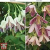 Clematis Duo Collection -Cheap Tree Foliage Store clematis duo TM