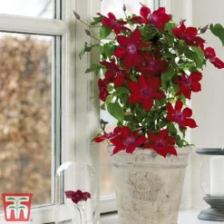 Clematis Patio Collection -Cheap Tree Foliage Store clematis5