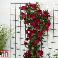 Clematis Patio Collection -Cheap Tree Foliage Store clematis6