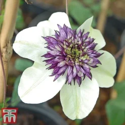 Clematis Florida 'Sieboldii' -Cheap Tree Foliage Store clems