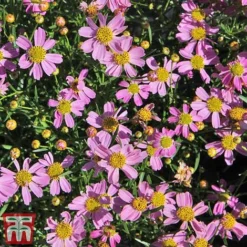 Coreopsis Rosea 'American Dream' -Cheap Tree Foliage Store coreopsis american dream3