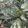 Cornus Alba 'Sibirica Variegata' -Cheap Tree Foliage Store corn sib