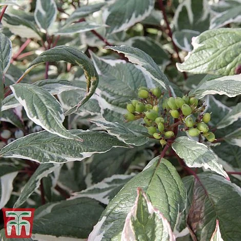Cornus Alba 'Sibirica Variegata' 3 Cornus Alba 'Sibirica Variegata'