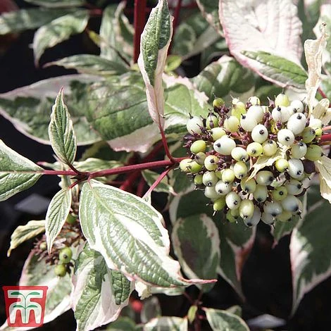 Cornus Alba 'Sibirica Variegata' 4 Cornus Alba 'Sibirica Variegata' - Image 2