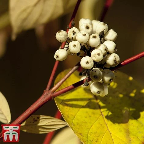 Cornus Alba 'Sibirica Variegata' 5 Cornus Alba 'Sibirica Variegata' - Image 3