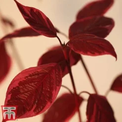 Cornus Alba 'Sibirica Variegata' 15 Cornus Alba 'Sibirica Variegata' -Cheap Tree Foliage Store corn sib5