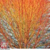 Cornus Sanguinea 'Winter Beauty' -Cheap Tree Foliage Store corn win