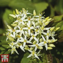 Cornus Sanguinea 'Winter Beauty' 11 Cornus Sanguinea 'Winter Beauty' -Cheap Tree Foliage Store corn wint2