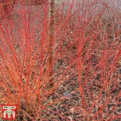 Cornus Sanguinea 'Winter Beauty' 13 Cornus Sanguinea 'Winter Beauty' -Cheap Tree Foliage Store corn wint4
