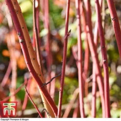 Cornus Sanguinea 'Winter Beauty' 10 Cornus Sanguinea 'Winter Beauty' -Cheap Tree Foliage Store corn wint5