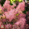 Cotinus Coggygria -Cheap Tree Foliage Store cotti2