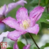Clematis 'Comtesse De Bouchaud' -Cheap Tree Foliage Store count