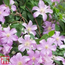 Clematis 'Comtesse De Bouchaud' -Cheap Tree Foliage Store countes