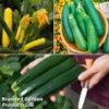 Courgette Collection -Cheap Tree Foliage Store courg trio