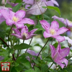 Clematis 'Comtesse De Bouchaud' -Cheap Tree Foliage Store coutne