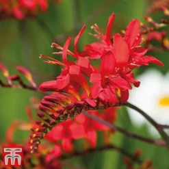 Everlasting Perennial Collection -Cheap Tree Foliage Store crocosmia2