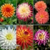 Dahlia 'Cactus Collection' -Cheap Tree Foliage Store dahl cac