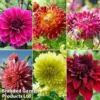 Dahlia 'Delightful Dinner Plate Collection' -Cheap Tree Foliage Store dahl din