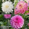 Dahlia 'Beautiful Bouquet Collection' -Cheap Tree Foliage Store dahlia bb coll