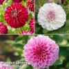Dahlia 'Perfect Pompom Collection' -Cheap Tree Foliage Store dahlia pp coll