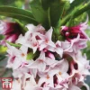 Daphne 'Perfume Princess' -Cheap Tree Foliage Store dap4