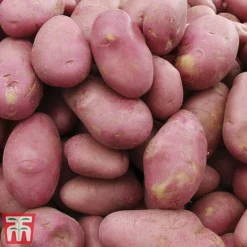 Potato 'T&M Favourites Collection' -Cheap Tree Foliage Store desi1