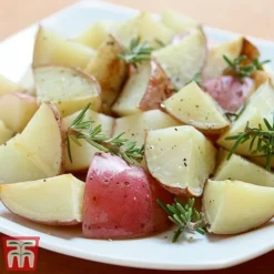 Potato 'T&M All Year Round Collection' -Cheap Tree Foliage Store desir