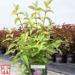 Deutzia X Hybrida 'Perle Rose' -Cheap Tree Foliage Store deut pere