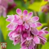 Deutzia X Hybrida 'Perle Rose' -Cheap Tree Foliage Store deut pere2