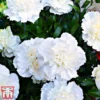 Dianthus 'Memories' (Scent First Series) -Cheap Tree Foliage Store dian12