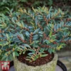 Distylium Myricoides 'Blue Cascade' -Cheap Tree Foliage Store distylium2
