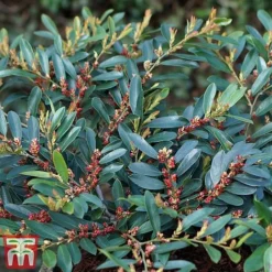 Distylium Myricoides 'Blue Cascade' -Cheap Tree Foliage Store distylium3