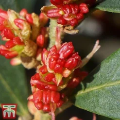 Distylium Myricoides 'Blue Cascade' -Cheap Tree Foliage Store distylium6