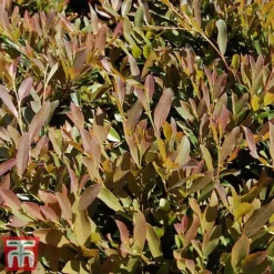 Distylium Myricoides 'Blue Cascade' -Cheap Tree Foliage Store distylium7