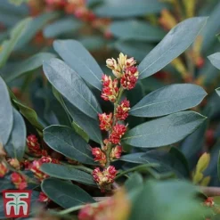 Distylium Myricoides 'Blue Cascade' -Cheap Tree Foliage Store distylium8