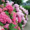 Hydrangea Macrophylla 'Early Pink' -Cheap Tree Foliage Store early pink