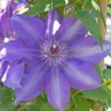 Clematis Edda™ Evipo074