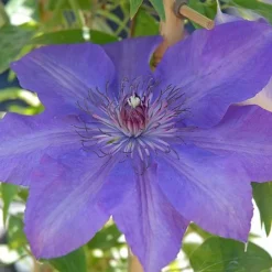 Clematis Edda™ Evipo074 -Cheap Tree Foliage Store edda2
