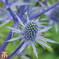 Everlasting Perennial Collection -Cheap Tree Foliage Store eryngium planum2