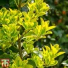 Euonymus Japonicus 'Aureomarginatus' 2 Euonymus Japonicus 'Aureomarginatus' -Cheap Tree Foliage Store euon