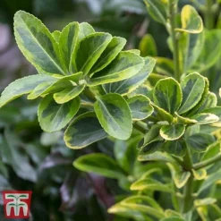 Euonymus Japonicus 'Aureomarginatus' -Cheap Tree Foliage Store euon 3