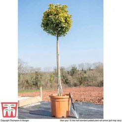 Euonymus Japonicus 'Aureomarginatus' -Cheap Tree Foliage Store euon aure